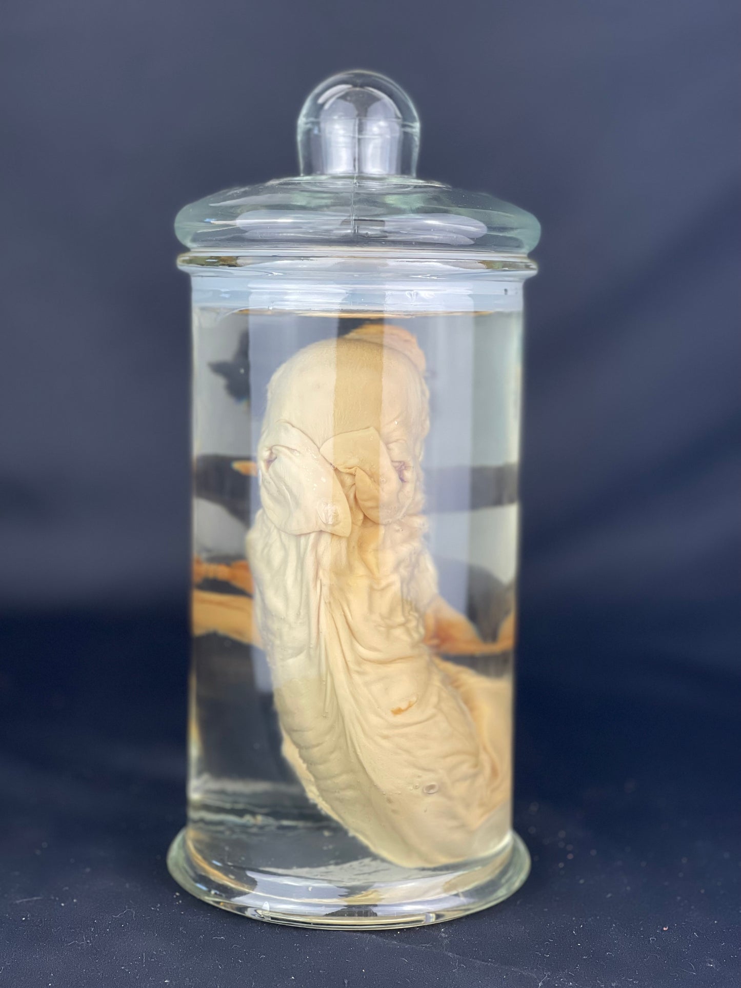 Reserved for Alyssa - Wet Specimen Piglet