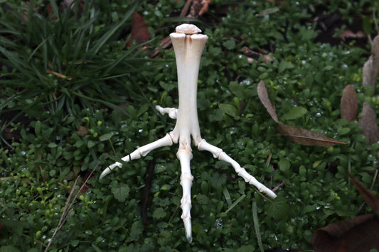 Chicken Foot Articulation