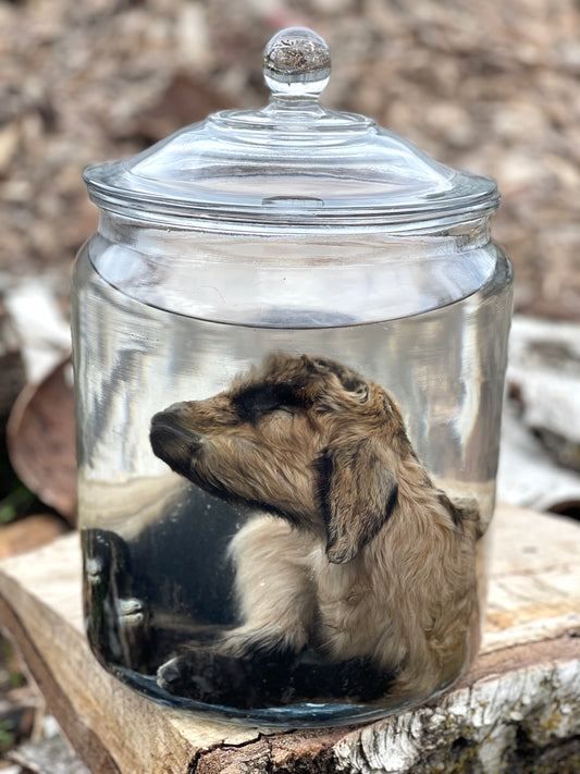 Wet Specimen Baby Goat