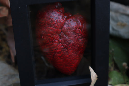 Dry Preserved Whitetail Fawn Heart