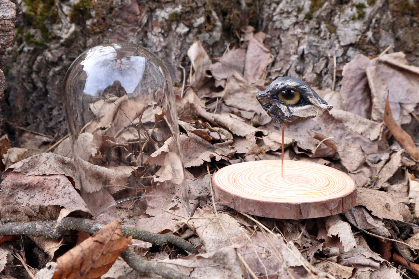 Reserved for Remi - Dry Preserved Gray Wolf Eye