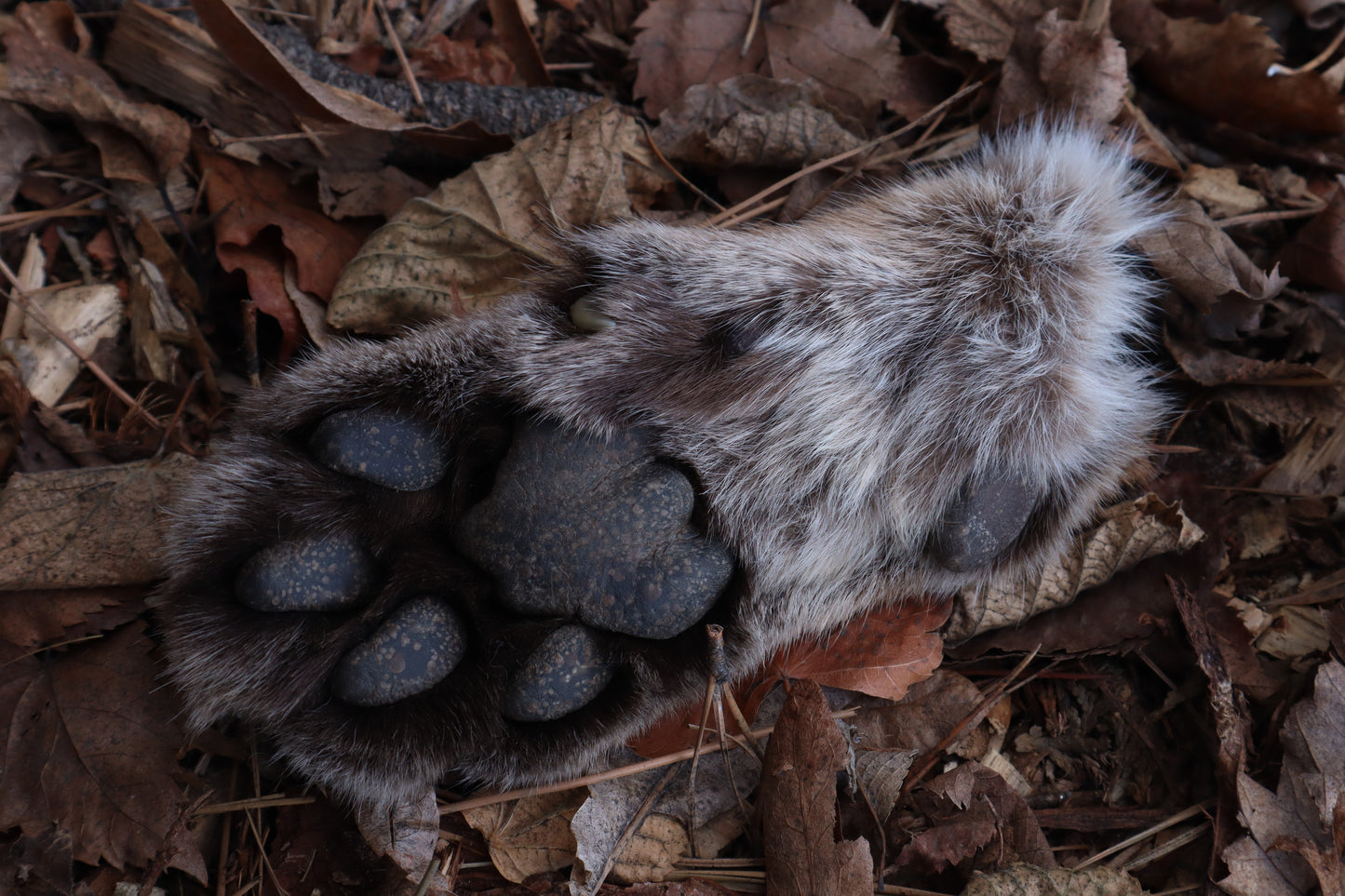 Reserved for Mike - Dry Preserved Mountain Lion Paw