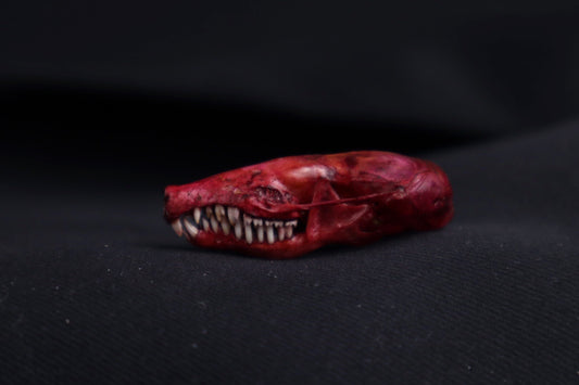 Naturally Stained Mole Skull
