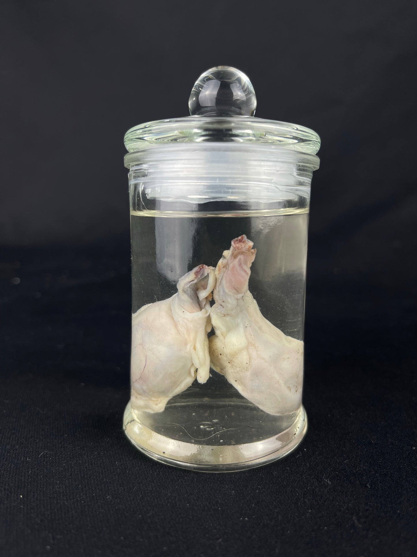 Reserved for Fabled Oddities - Wet Specimen Gray Wolf Testicles