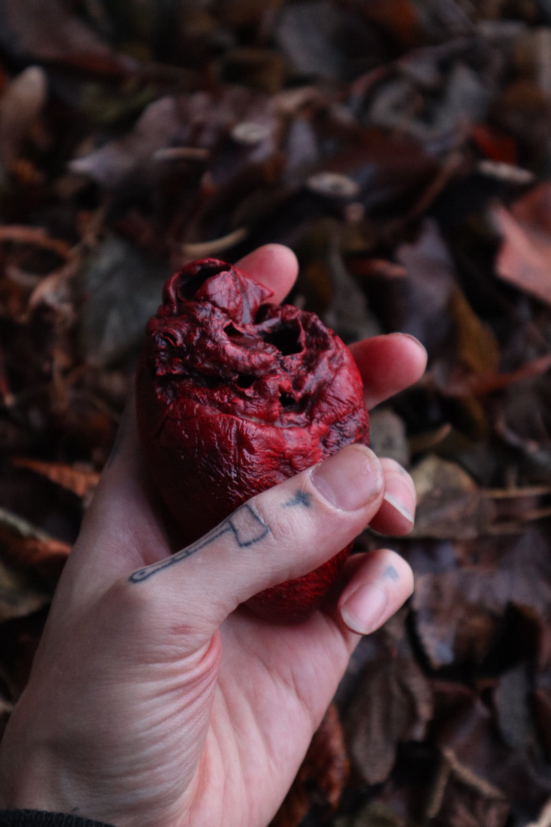 Dry Preserved Mountain Lion Heart