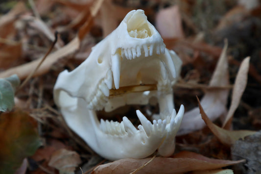 Opossum Skull with Stick Lodged in Mouth