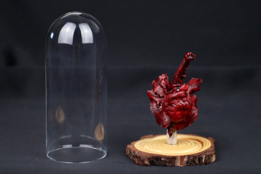 Dry Preserved Red Kangaroo Joey Heart and Lungs in Glass Dome