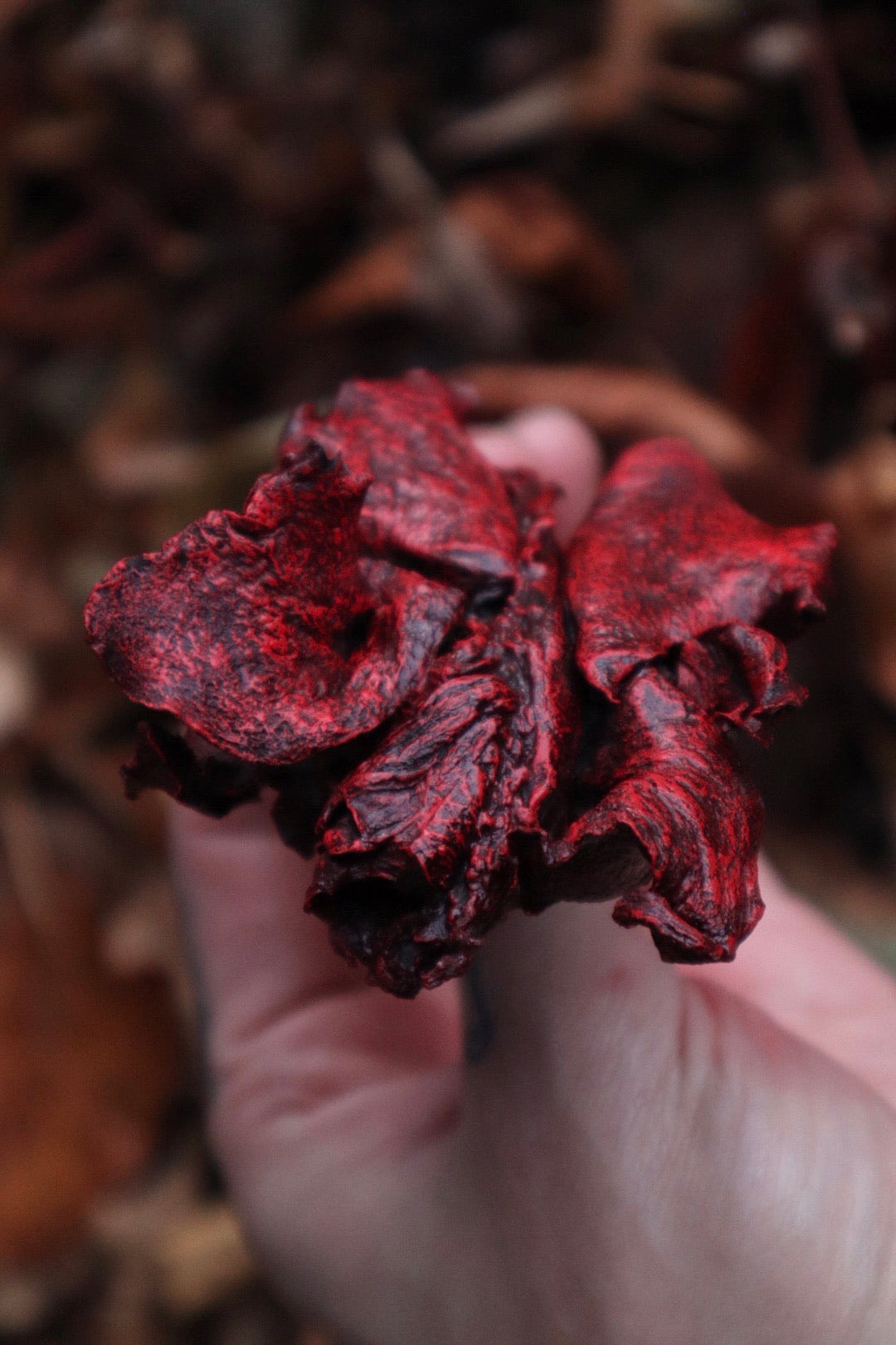 Dry Preserved Red Fox Lungs