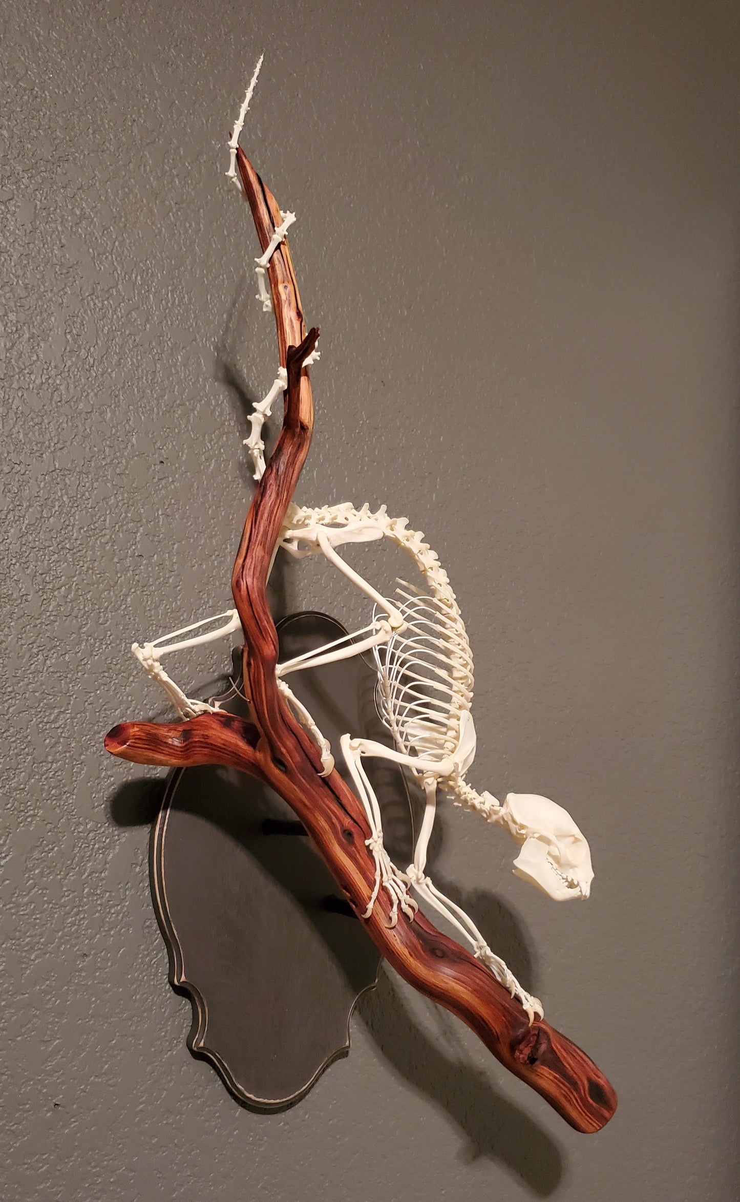 Kinkajou Articulation