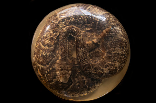 Diamondback Rattlesnake Encased in Resin