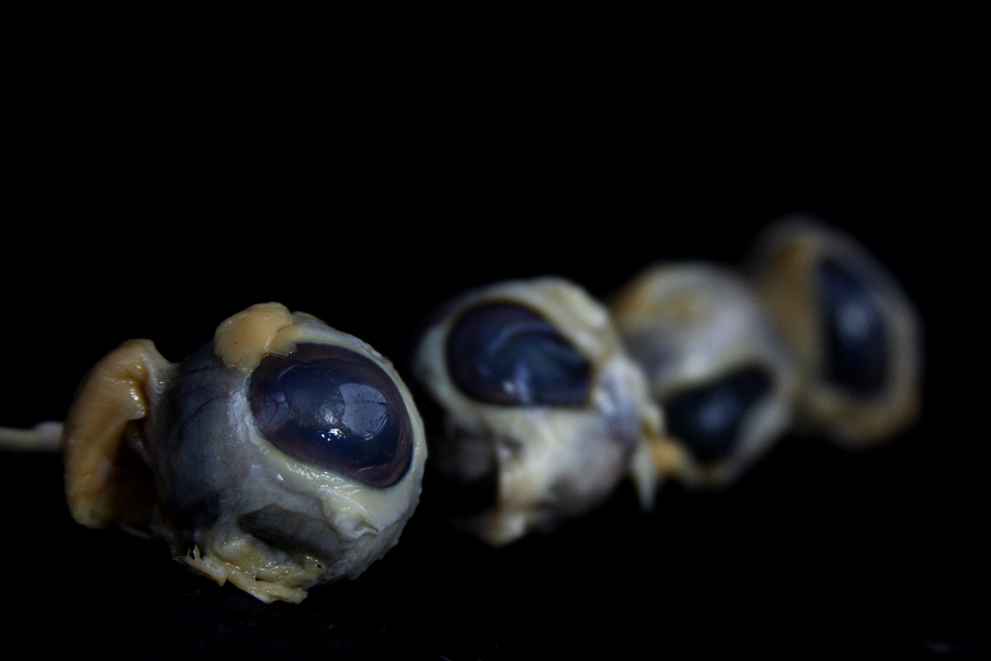 Sheep Eyes Wet Specimen
