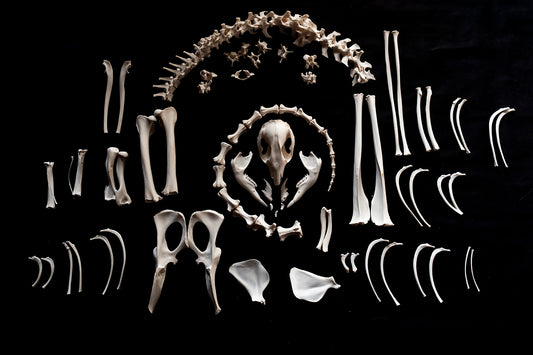 Wallaby Skeleton for Articulation