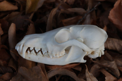 Red Fox Skull