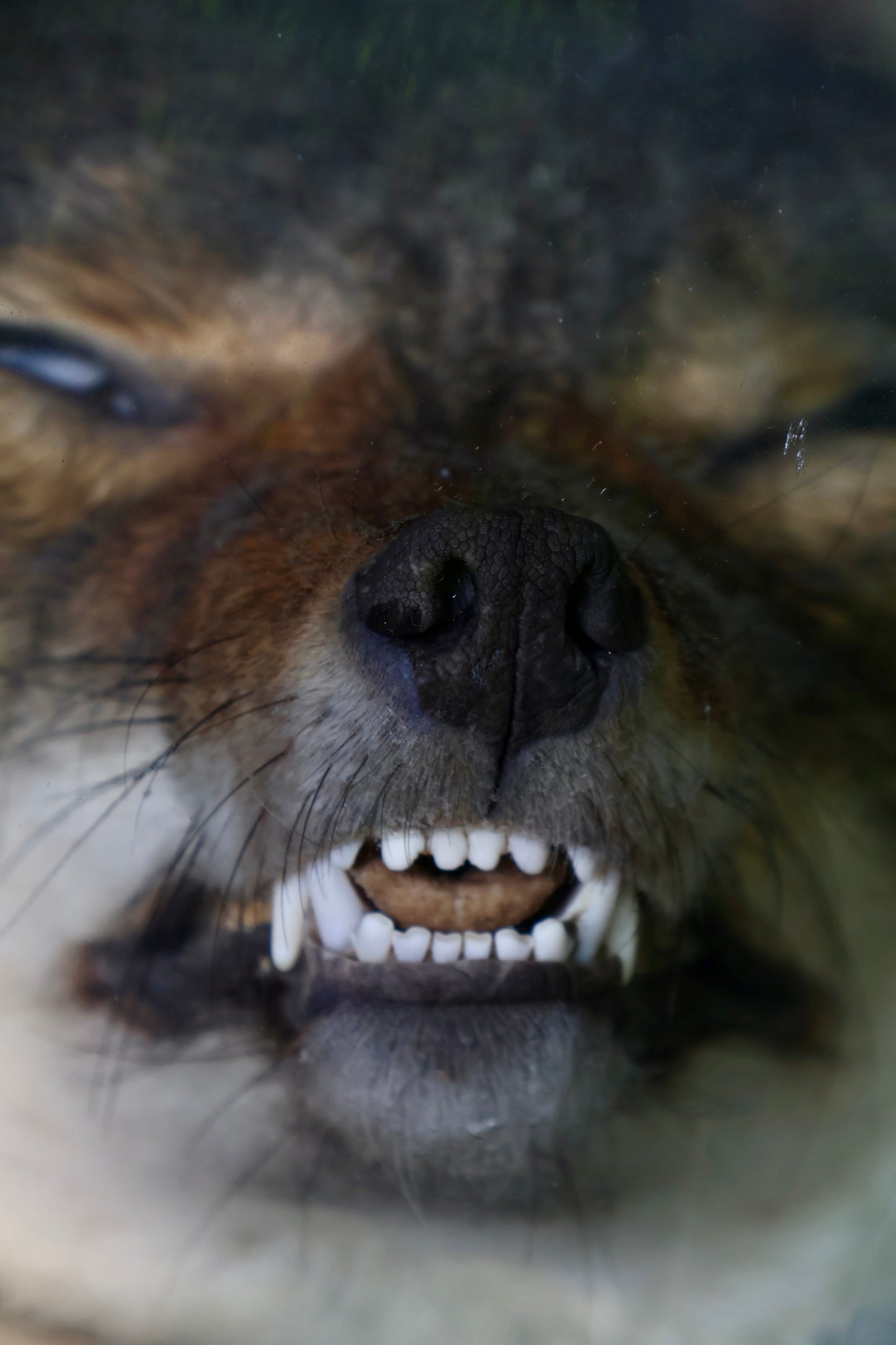Coyote Head Wet Specimen