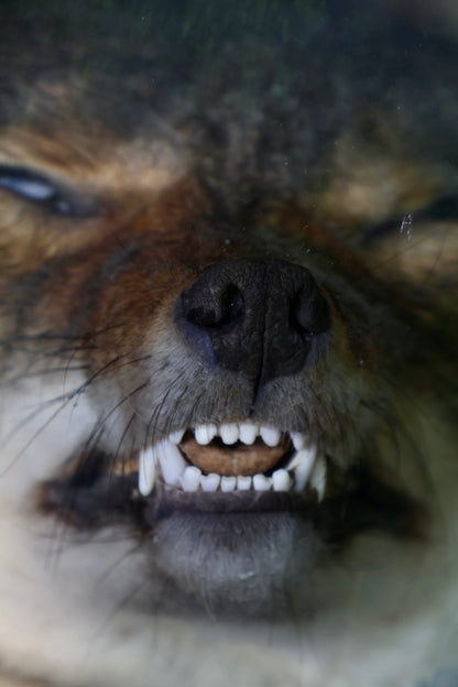 Coyote Head Wet Specimen