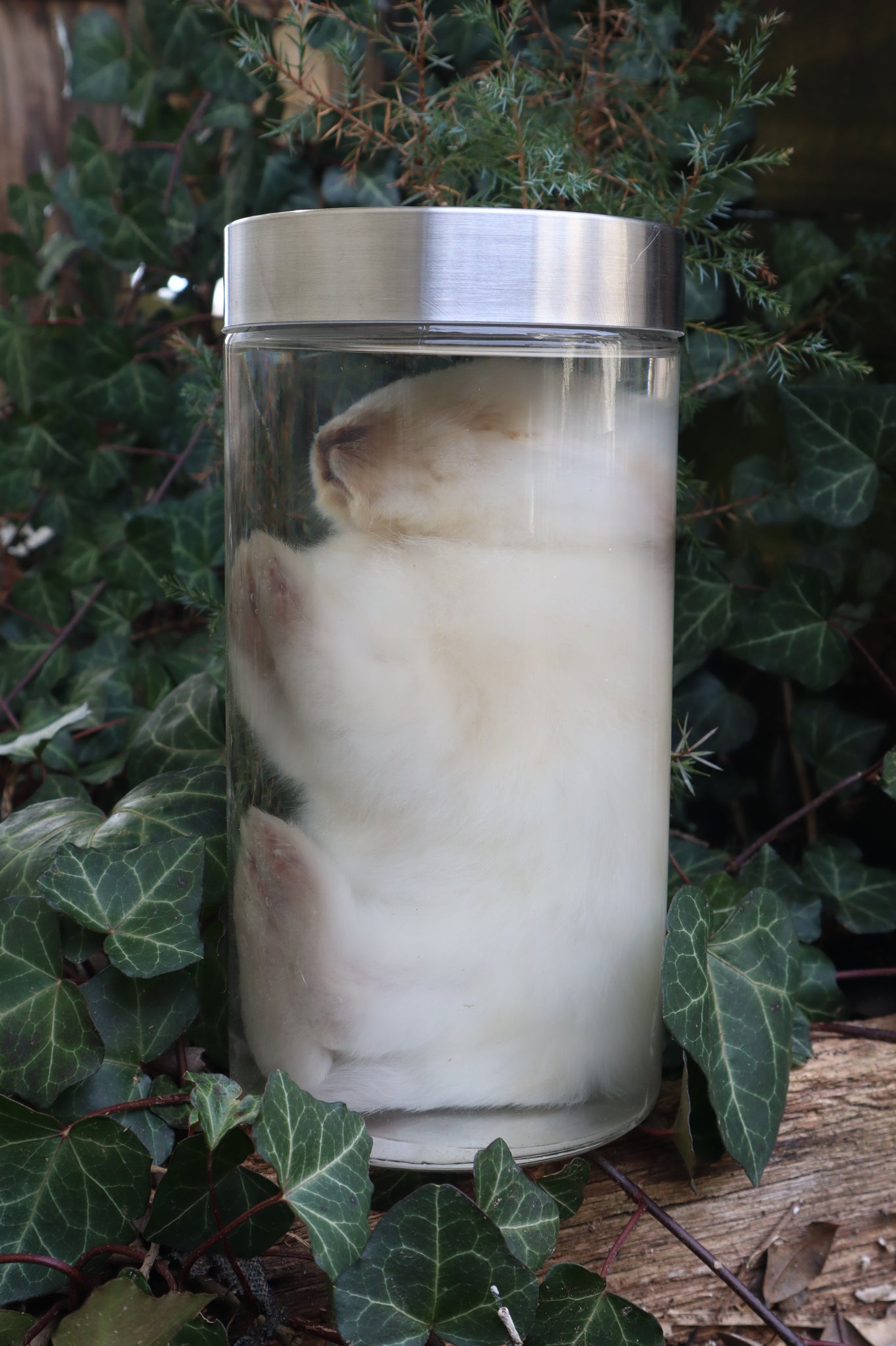 White Rabbit Wet Specimen