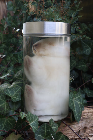 White Rabbit Wet Specimen