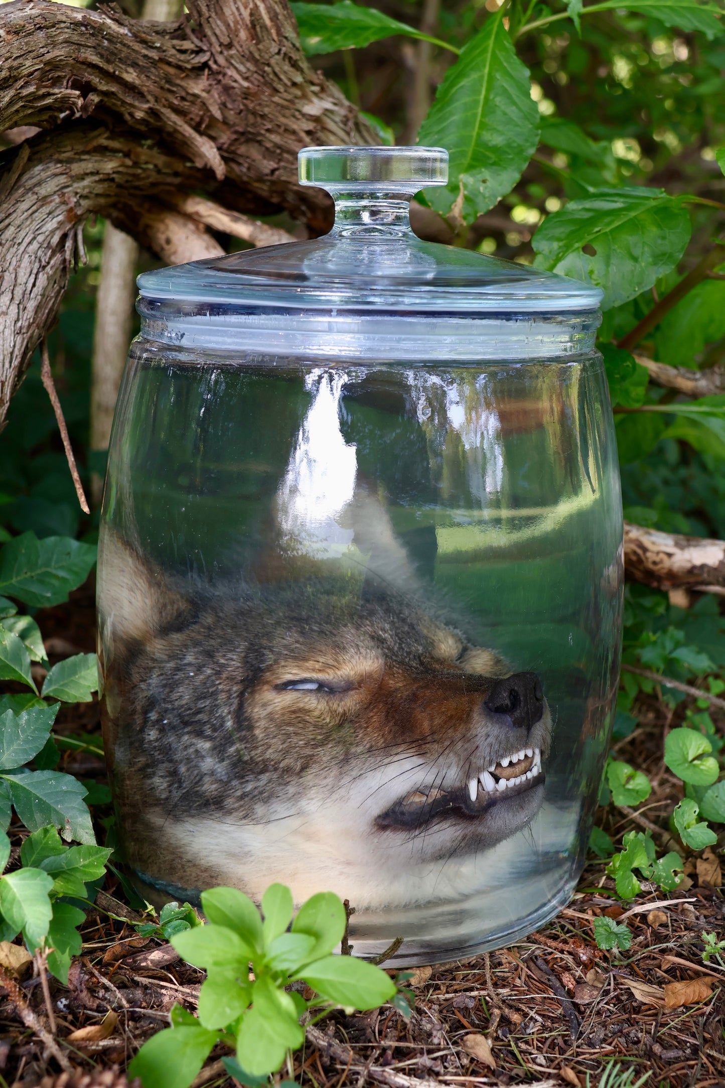 Coyote Head Wet Specimen