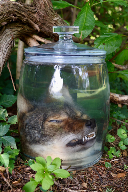 Coyote Head Wet Specimen