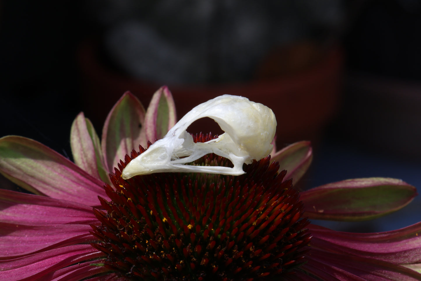 Reserved for Amber - Baby Chick Skulls