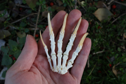 Reserved for Shayne - Badger Paw Articulation