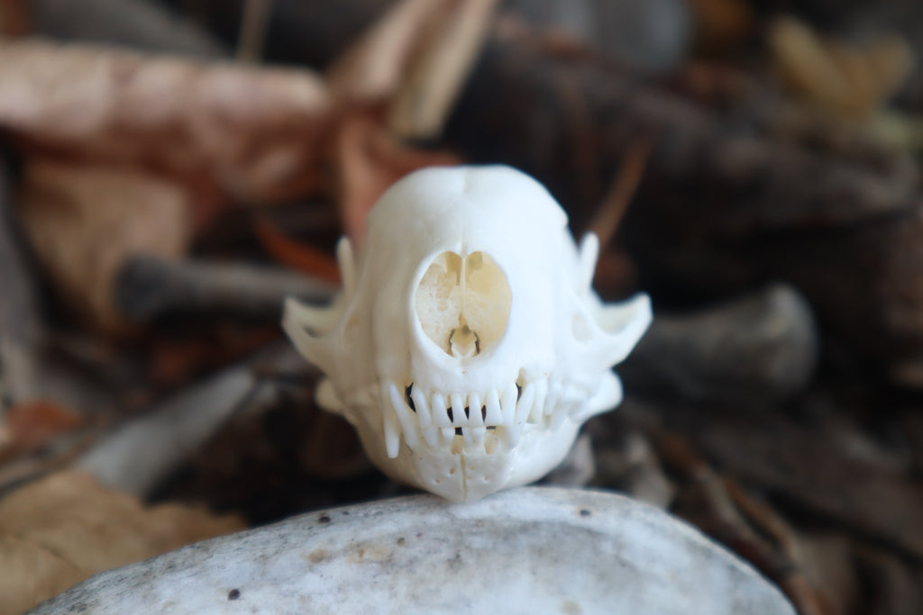 Reserved for Danielle - Striped Skunk Skull