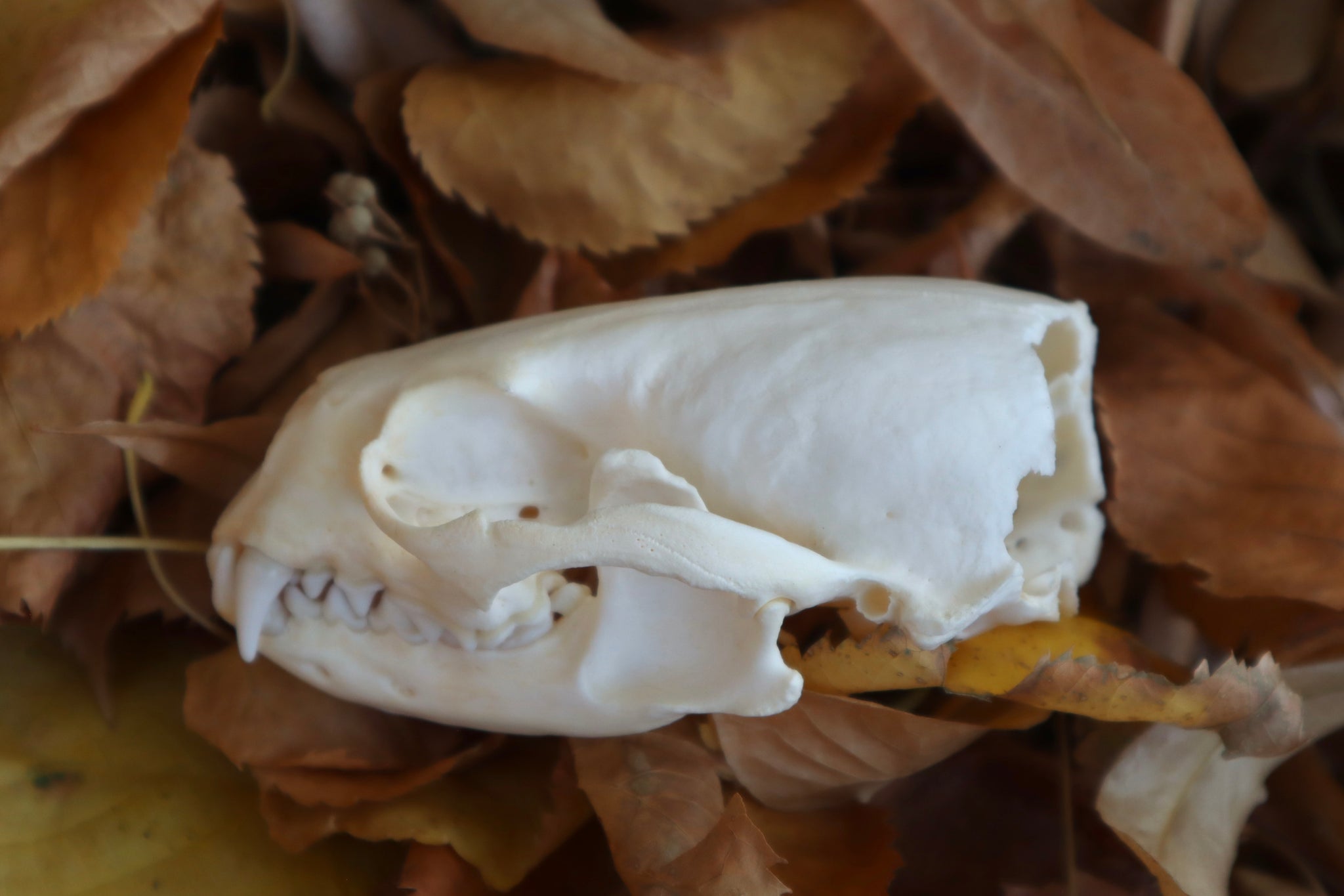 Damaged River Otter Skull