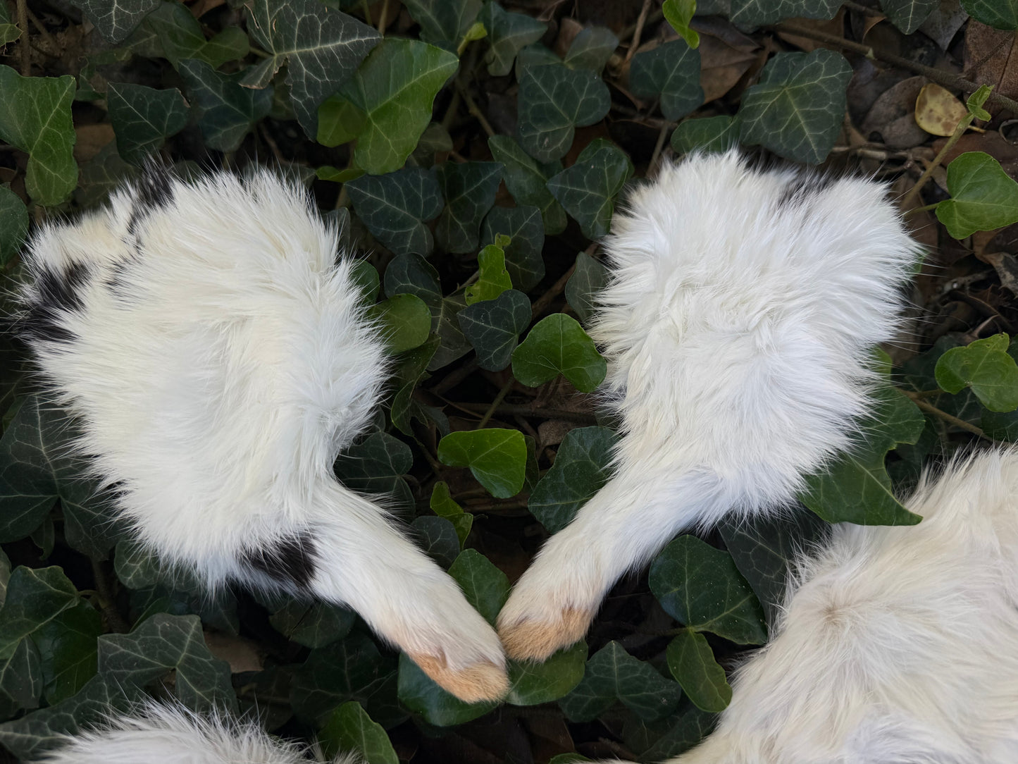 Reserved for Sam - Dry Preserved Rabbit Legs