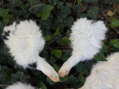 Reserved for Sam - Dry Preserved Rabbit Legs