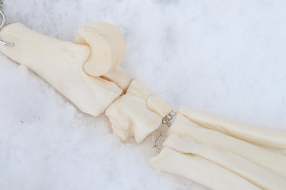 Fluid Wolf Paw Articulation with Chocolate Moonstone "Claws"