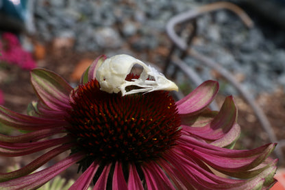 Reserved for Amber - Baby Chick Skulls