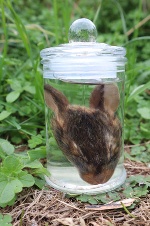 Baby Cottontail Rabbit Face Wet Specimen