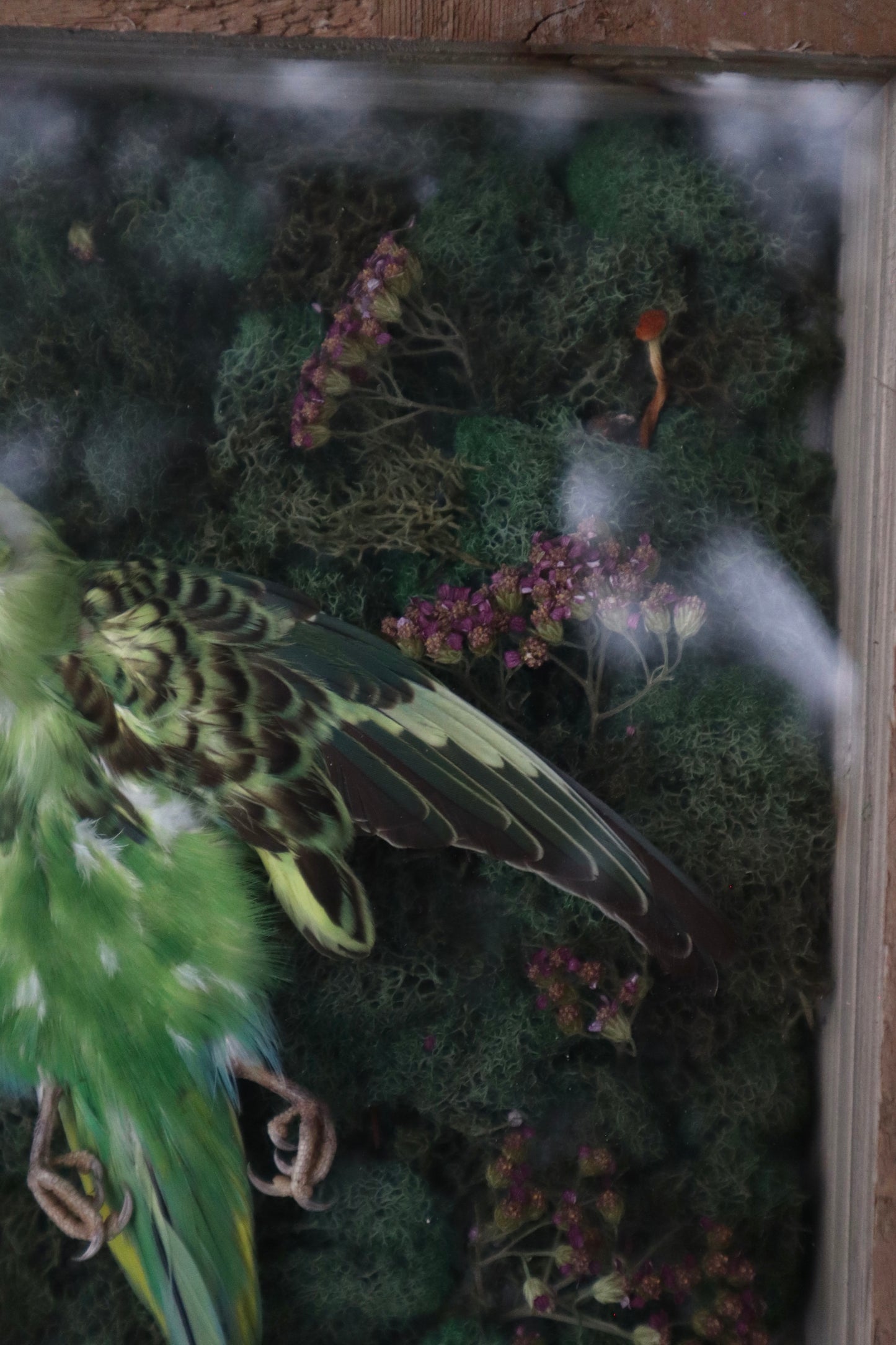 Reserved for Erin - Grove of the Ancients - Dry Preserved Parakeet