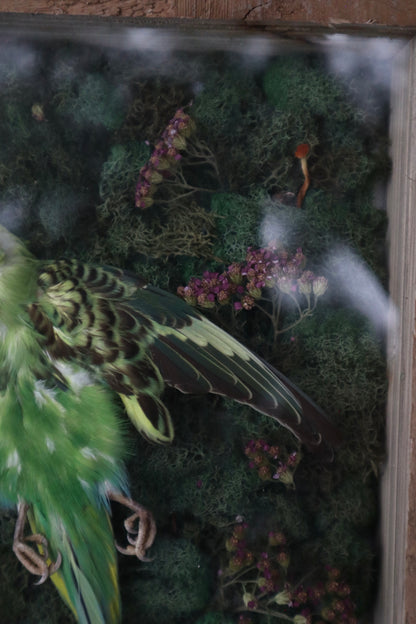 Reserved for Erin - Grove of the Ancients - Dry Preserved Parakeet
