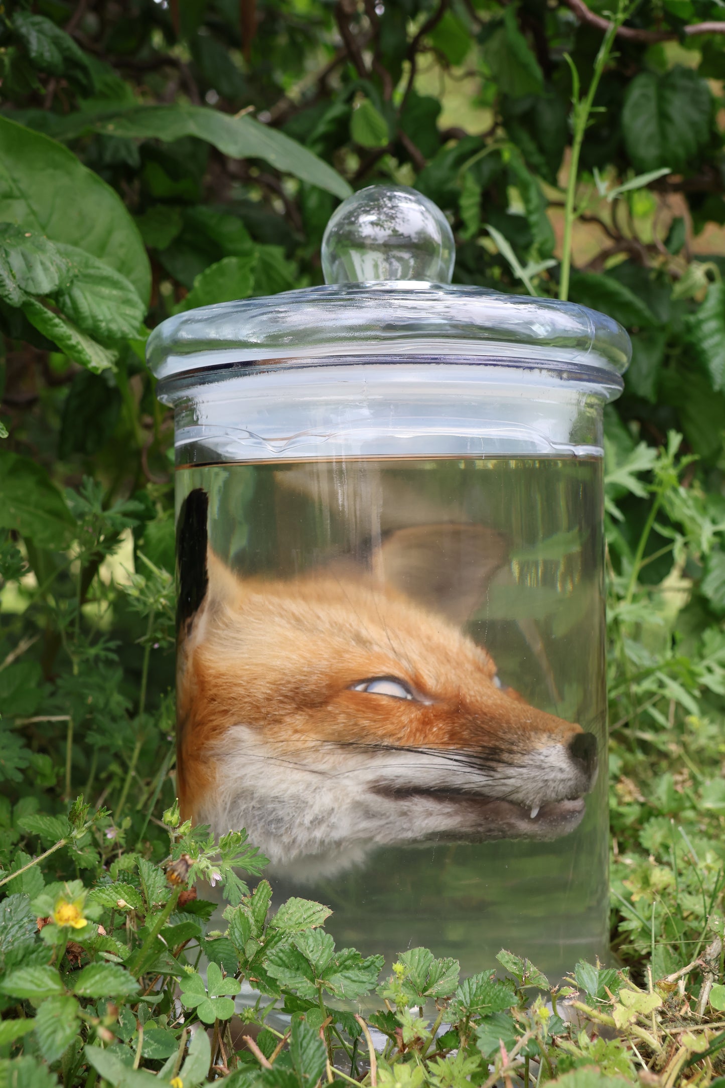 Red Fox Head Wet Specimen