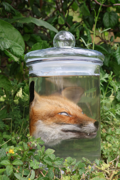 Red Fox Head Wet Specimen