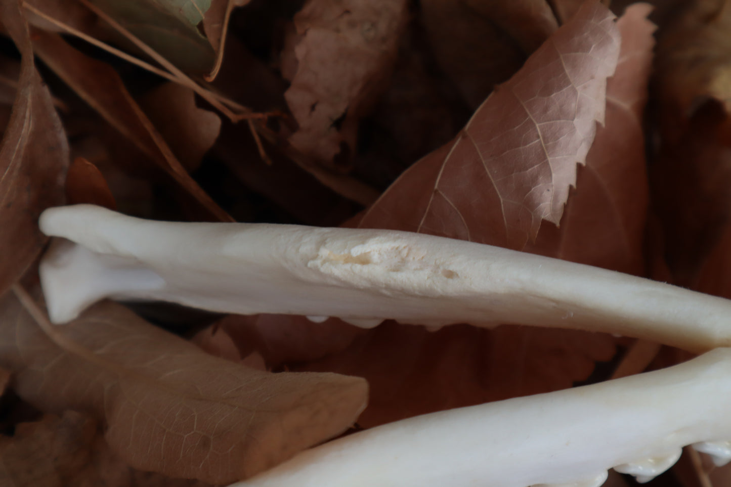 Reserved for Mary - Pathological Red Fox Skull