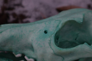 Reserved for Brandon - Blue Copper Coyote Skull