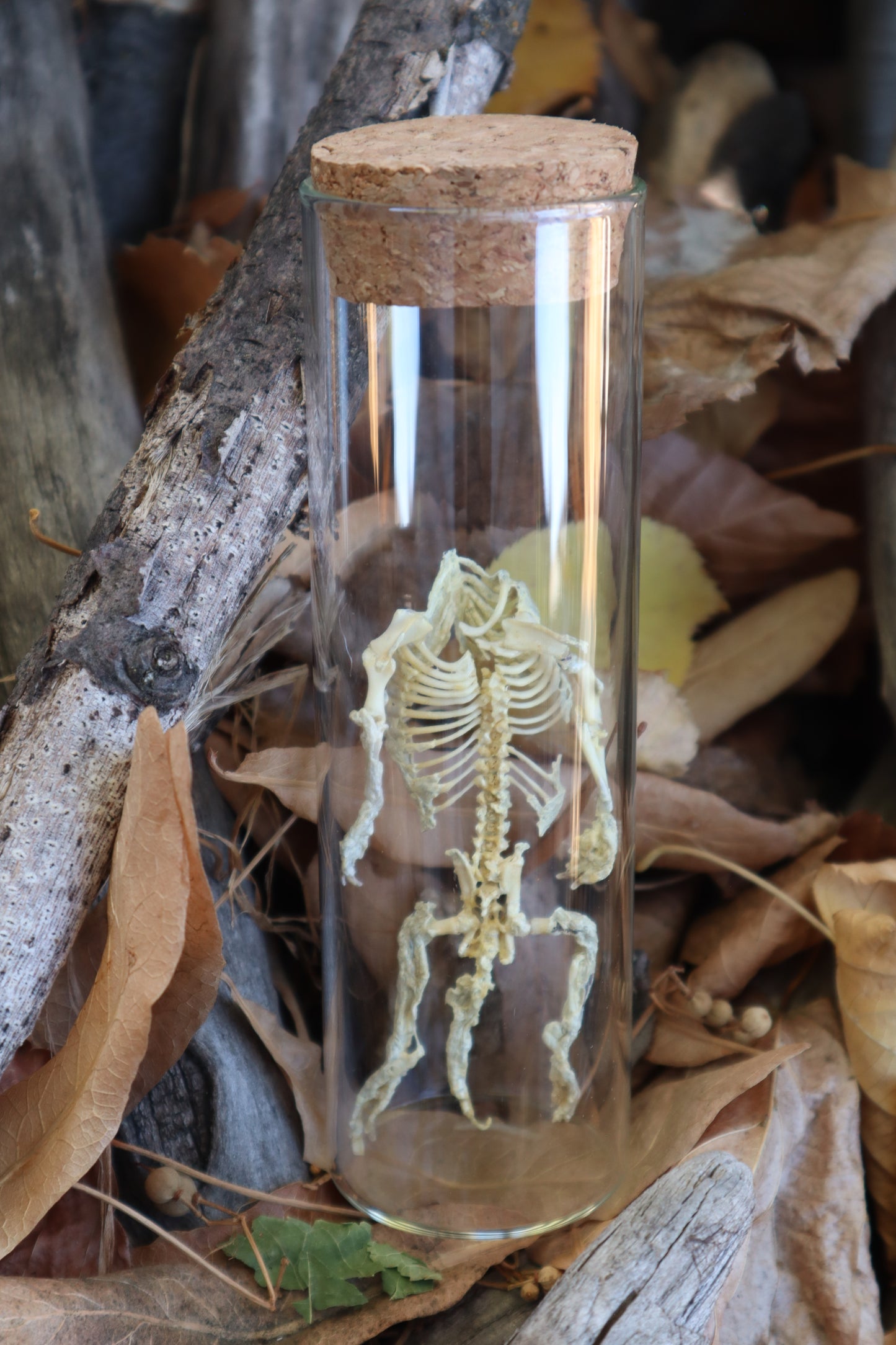 Fetal Beaver Skeleton