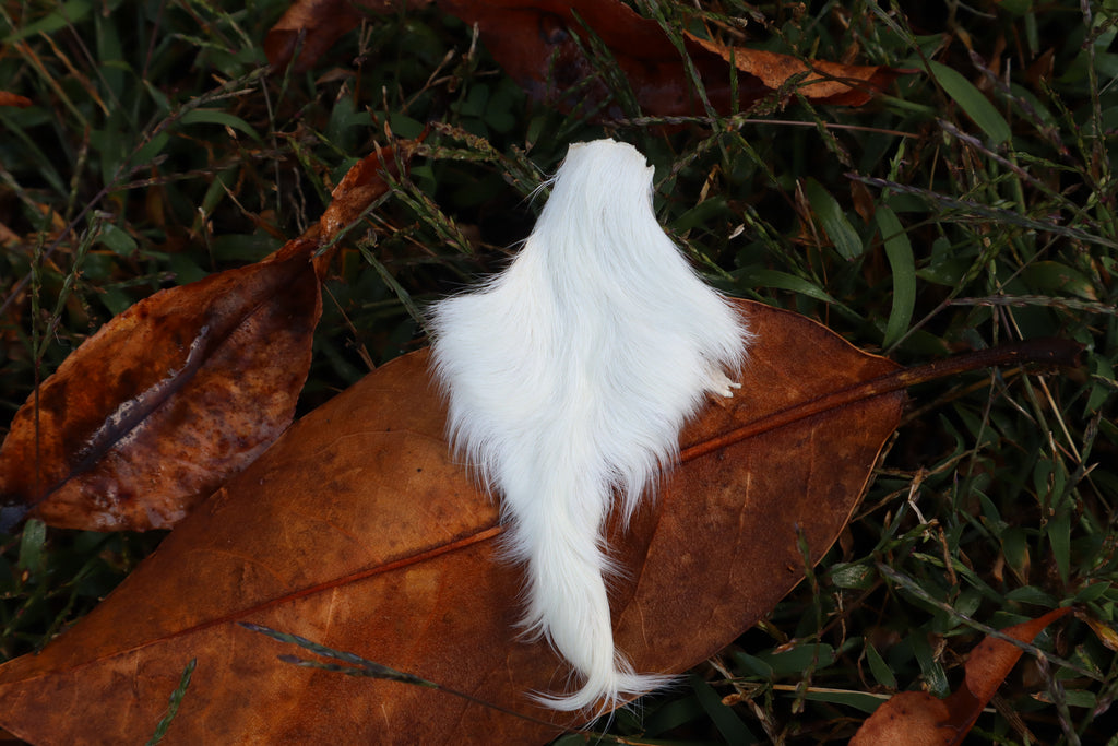 Baby Goat Tail