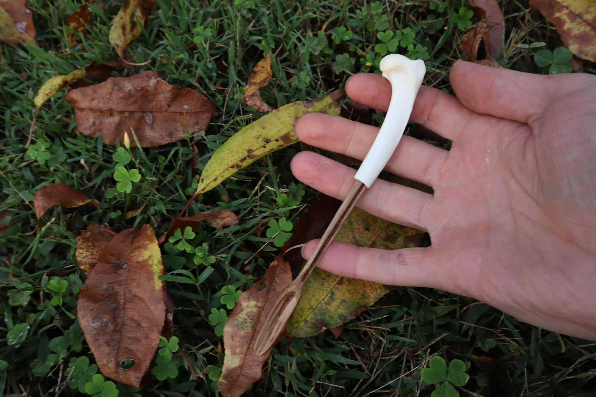 Black Walnut and Bobcat Humerus Offering Spoon