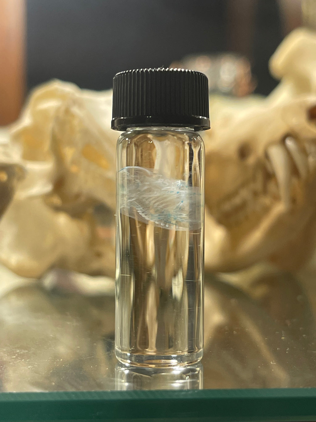 Reserved for Bia - Diaphonized Fetal Mouse