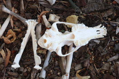 Reserved for Danielle - Coyote Skull