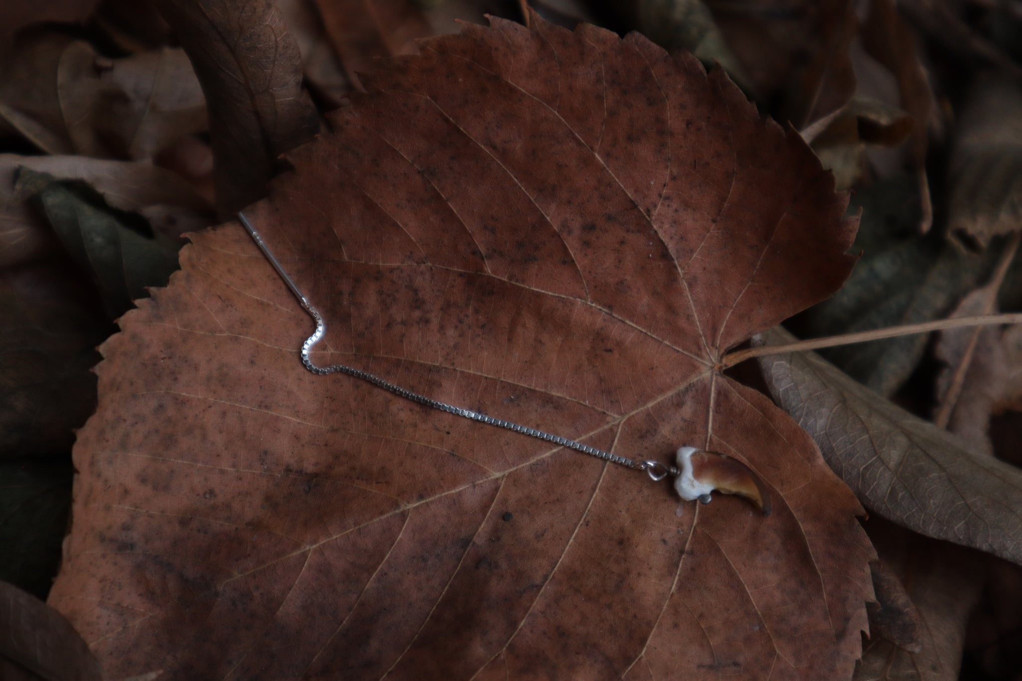 Raccoon Claw Earring Single - .925 Silver