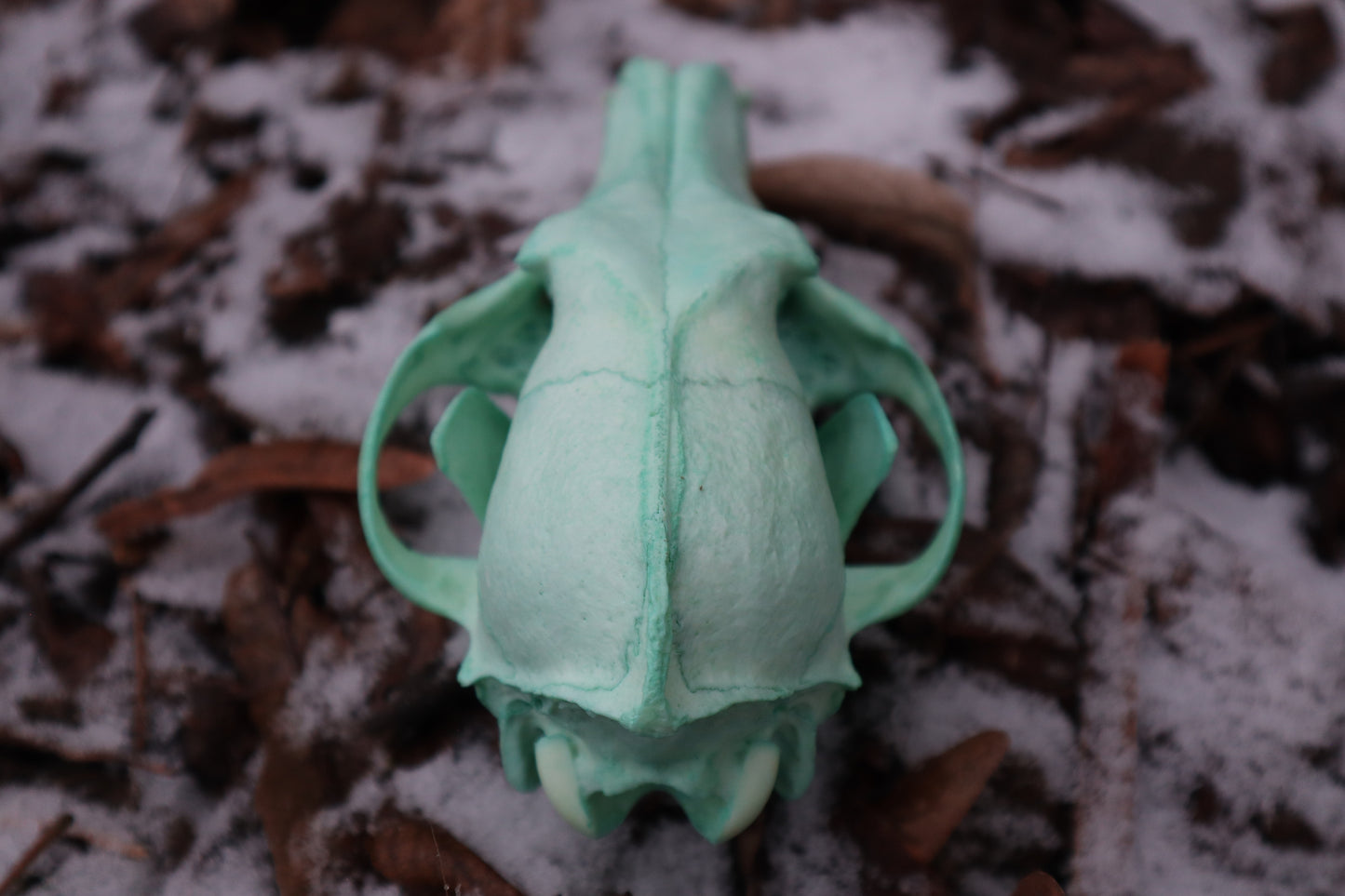 Reserved for Brandon - Blue Copper Coyote Skull