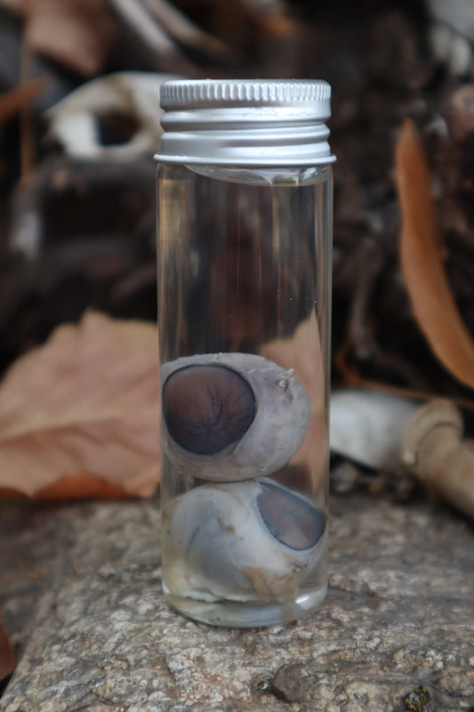 Coyote Eyeballs Wet Specimen