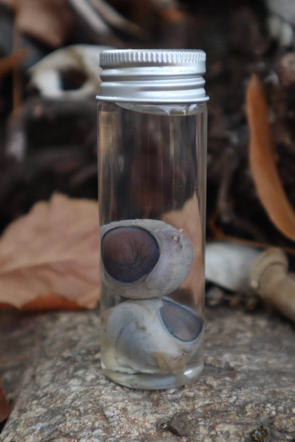 Coyote Eyeballs Wet Specimen