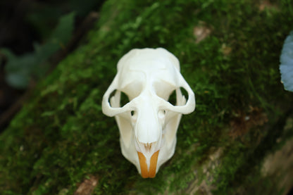 Muskrat Skull