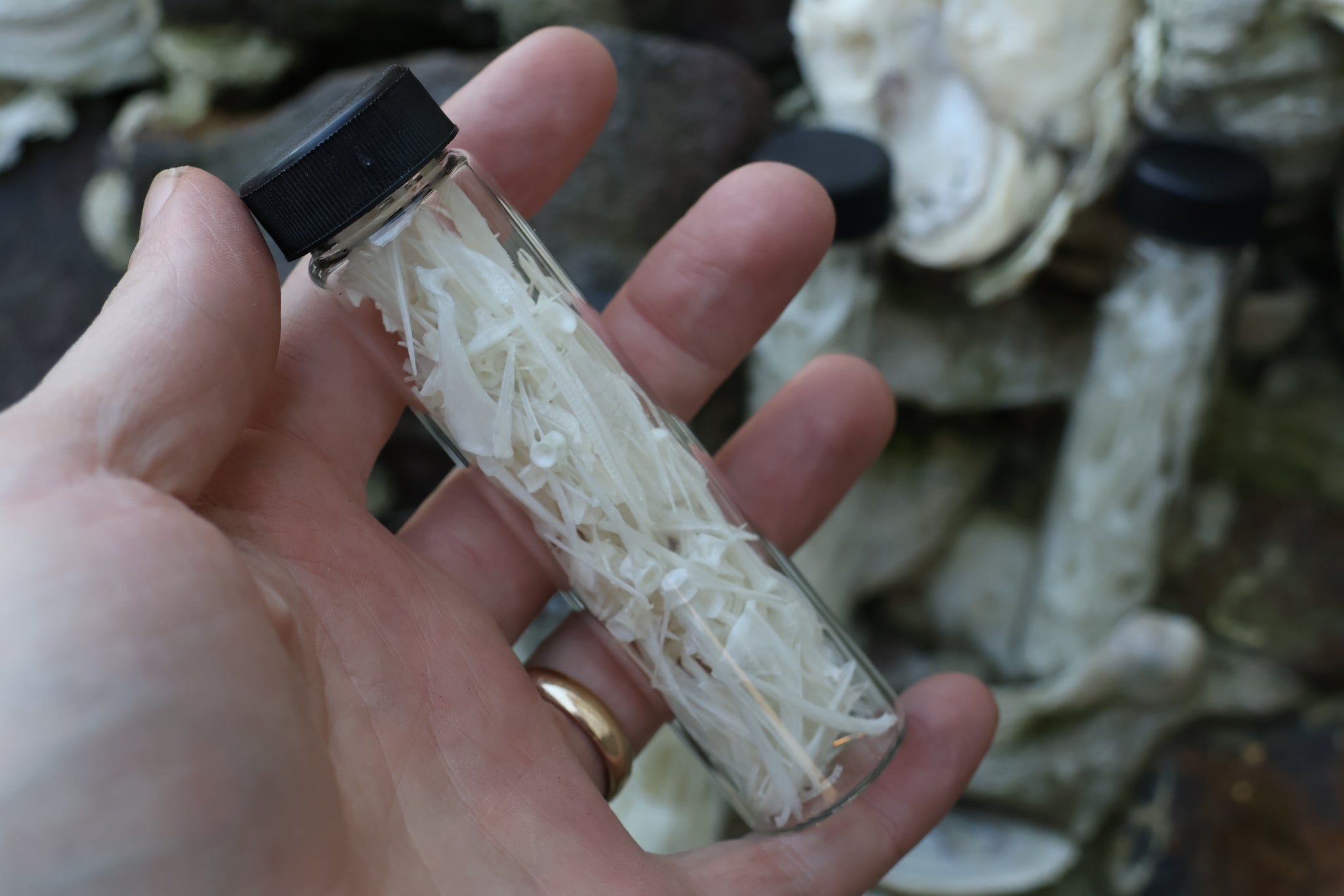 Bream Fish Bones Lot