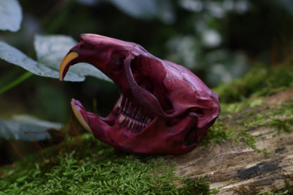 Naturally Stained Muskrat Skull